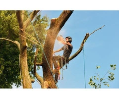 Tree Removal Eastern Suburbs Sydney