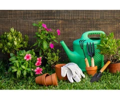 Healthy Seeds & Seedlings—Start Your Garden Right!