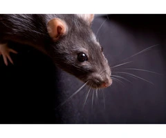 Sure Fire Rodent Control Sydney