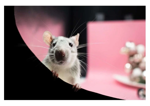 Sure Fire Rodent Control Sydney - 2/4