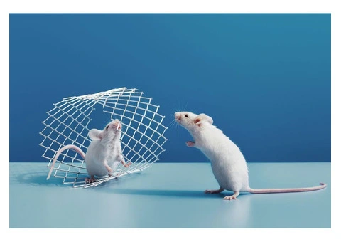 Sure Fire Rodent Control Sydney - 3/4