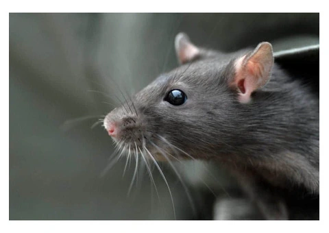 Sure Fire Rodent Control Sydney - 4/4