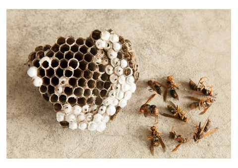Wasp Nest Removal Services Melbourne - Wasps Control Melbourne