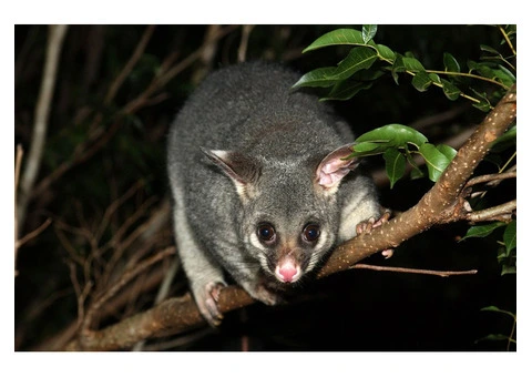 Sure Fire Possum Removal Perth - 1/5