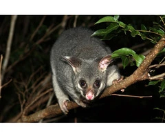Sure Fire Possum Removal Perth