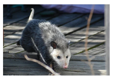 Sure Fire Possum Removal Perth - 2/5