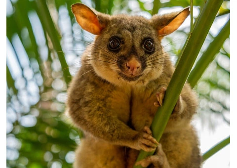 Sure Fire Possum Removal Perth - 3/5