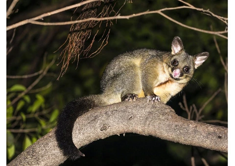 Sure Fire Possum Removal Perth - 4/5