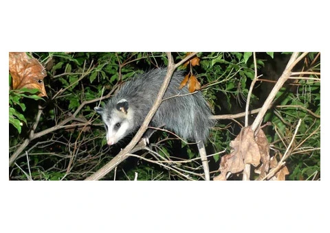 Sure Fire Possum Removal Perth - 5/5