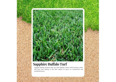 Say Goodbye to Weeds with Sapphire Buffalo Turf!