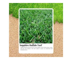 Say Goodbye to Weeds with Sapphire Buffalo Turf!