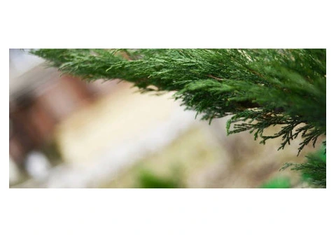 Leyland Cypress Disease Treatment – Protect Your Trees!