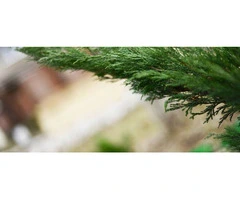 Leyland Cypress Disease Treatment – Protect Your Trees!