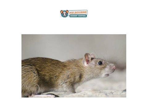 Expert Mice Removal Melbourne | Trusted Mice Pest Control Services