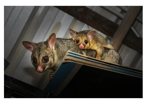 Effective Possum Control in Melbourne: Why You Need the Best Possum Catcher