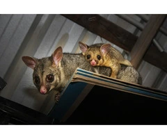 Effective Possum Control in Melbourne: Why You Need the Best Possum Catcher