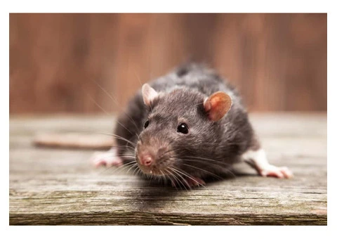 Sure Fire Rodent Control Perth - 2/6