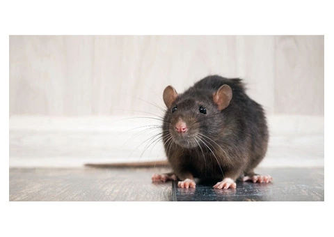 Sure Fire Rodent Control Perth - 3/6