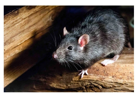 Sure Fire Rodent Control Perth - 4/6