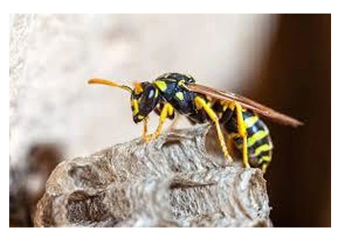 Sure Fire Wasp Removal Perth