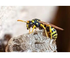 Sure Fire Wasp Removal Perth