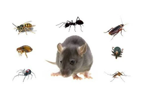 Pest Control Rouse Hill