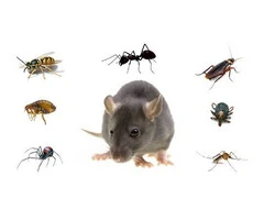 Pest Control Rouse Hill
