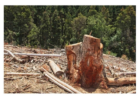 Expert Stump Removal Services in Adelaide