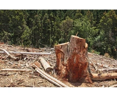 Expert Stump Removal Services in Adelaide