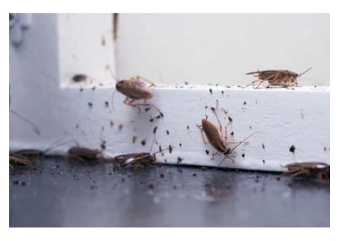 Bug Boyz Pest Control - 4/4