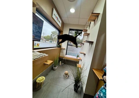 Hotel for Cats - 8/14