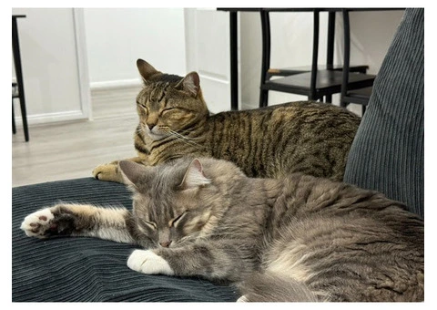 Hotel for Cats - 12/14