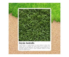 Zoysia Australis Thrives in Harsh Aussie Summers