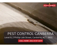 Thorough Pest Inspection Services in Canberra