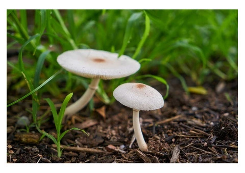 Mushroom Compost for Sale—Blackwood LFS Quality You Can Trust