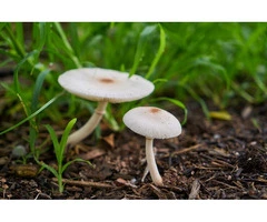 Mushroom Compost for Sale—Blackwood LFS Quality You Can Trust
