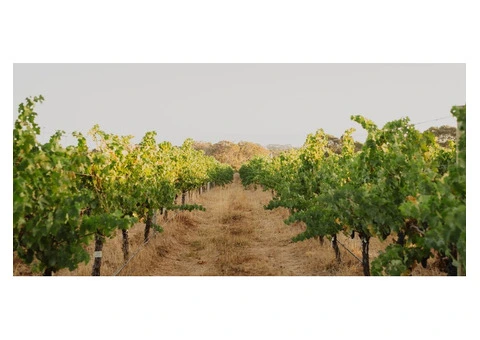 Howard Park Wines - 11/12