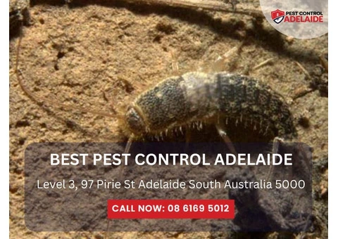 Trust a Reliable Pest Control Company Near Me for Lasting Results