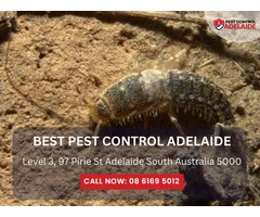 Trust a Reliable Pest Control Company Near Me for Lasting Results