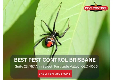 Effective Pest Management Brisbane for Your Property