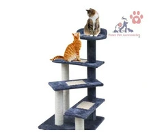 Paws Pet Accessories – Your One-Stop Shop for Cat Products!