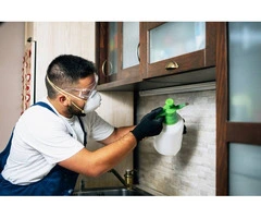 Professional Pest Control Services in Camberwell: True Pest Control