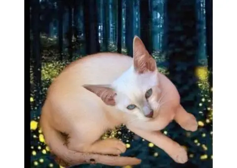 Siamese Kittens For Sale