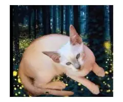 Siamese Kittens For Sale