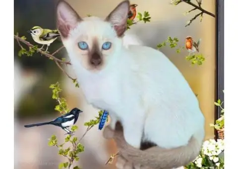 Siamese Kittens For Sale - 2/2