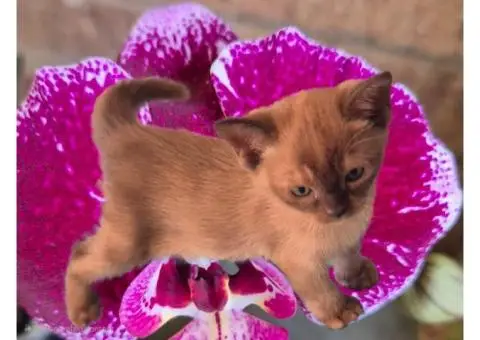 Burmese Kittens Available