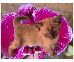 Burmese Kittens Available