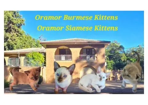 Burmese Kittens Available - 2/2