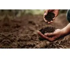 Discover the Best Organic Fertiliser for Vegetables at Soil Dynamic