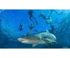 Snorkel with Sharks: Unforgettable Underwater Adventures Await